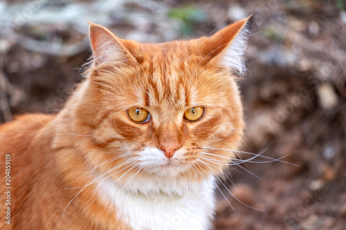 Abandoned red fluffy cat homeless on the street, looking at the camera Poster
