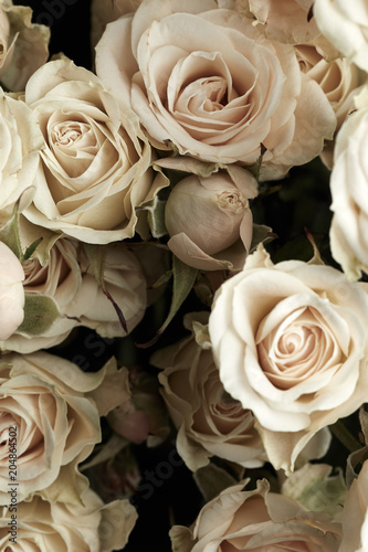 Beautiful roses