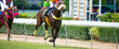 Horse speed in Horse racing on the racetrack