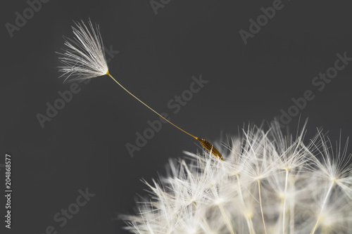 Zdjęcie XXL Puszyste białe mniszek lekarski szczegóły z nasion na szarym tle. Zbliżenie, selekcyjna ostrość