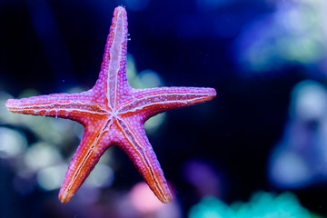 Wall Mural - Fromia Elegans Starfish in Home Coral reef aquarium