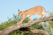 © stuporter - Caracal, South Africa, walking on a tree branch