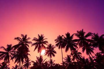 tropical sunset coconut palm trees silhouettes