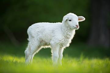 Wall Mural - cute little lamb on fresh green meadow