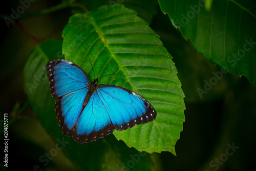 Fotografía Blue morpho (morpho peleides) on green nature background.