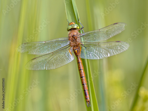 Fotomural Green eyed hawker resting on reed
