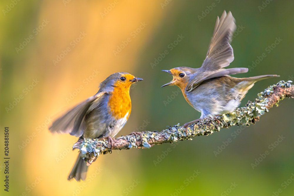 Parent Robin bird feeding young - obrazy, fototapety, plakaty 