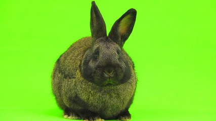 Sticker - brown  rabbit  isolated on green screen (three months old) studio shot