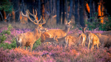 Group Of Red Deer In Heathland