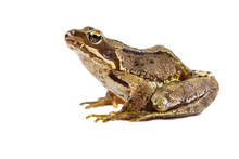 Common Frog On White Background