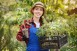 woman gardener holding seedlings of tomato in box