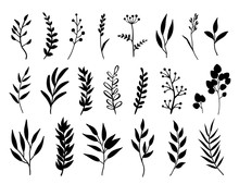 Set Of Black Branches And Herbs