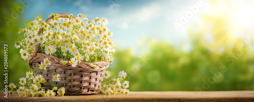 Basket of chamomile flower