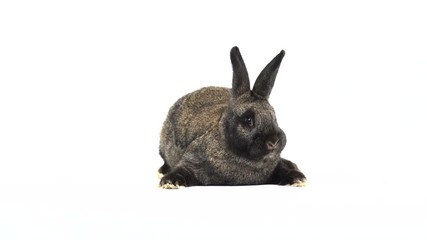 Canvas Print -  rabbit on a white screen  (three months old)