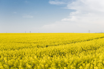 Endless rapeseed field. Rape field. Yellow rapeseed fields and blue sky with clouds in sunny weather. Agriculture.