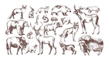 Collection Of Elegant Drawings Of European Forest Animals Isolated On White Background. Bundle Of Herbivorous And Carnivorous Mammals Hand Drawn In Vintage Engraving Style. Vector Illustration.