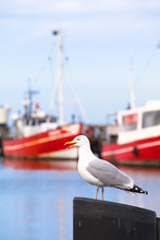 Seagull And Fishing Boats / Seagull With Open Beak Standing At Pillar Of Small Town Harbor With Beautiful Red Fishing Boats At Background, Warnemünde - Germany (copy Space)