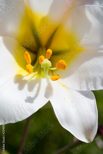 Zdjęcie XXL Lily Regale, lilia, regale Lilium, głowa kwiatu w środku