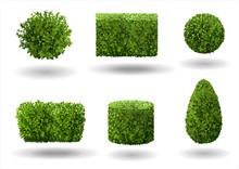 Set Of Ornamental Plants And Trees For Landscaping. Vector Graphics. Boxwood, Hibiscus And Arborvitae Tree.
