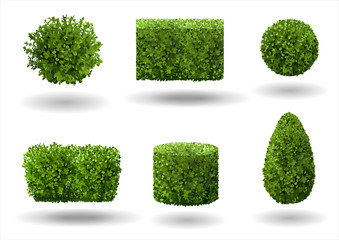 set of ornamental plants and trees for landscaping. vector graphics. boxwood, hibiscus and arborvita
