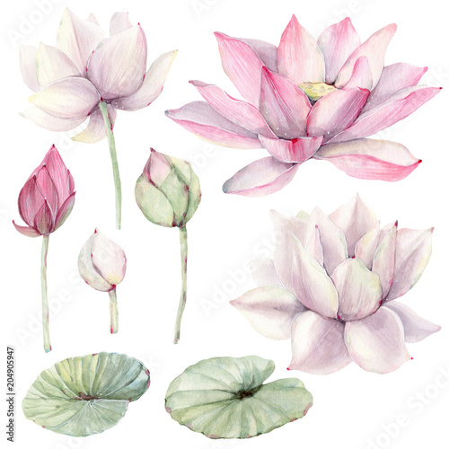 Watercolor flowers set in vintage style. Fototapeta