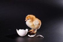 The Yellow Small Chick With Egg Isolated On A Black Background