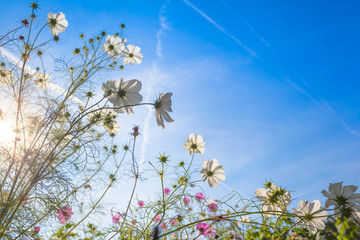 View Up to Sunny Sky and Garden Flowers / Garden of common cosmos flowers at bright late summer day and blue sunshine sky (copy space)