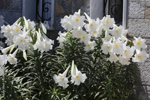 Zdjęcie XXL Kwiaty lilii madonna (Lilium candidum)