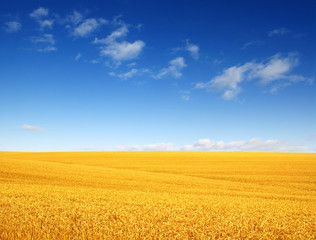 Wall Mural - wheat field and clouds