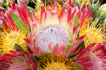 Bouquet of protea flowers, pincushion, sugarbush.  Proteas are currently cultivated in over 20 countries. The Protea flower is said to represent change and hope.