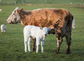 Wall Mural - Mother dairy Cow with young calf grazing in a grass meadow