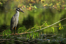Yellow-crowned Night Heron Resting On A Branch Over Green Water!