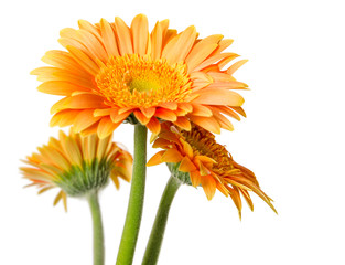 Wall Mural - Yellow gerbera flowers isolated on white