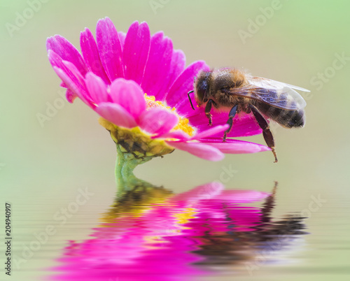 abeja en la flor