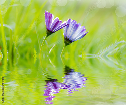 flores entre la hierba reflejadas en el agua