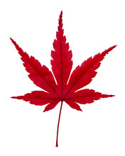 Japanese Red Maple Leaf Isolated Top