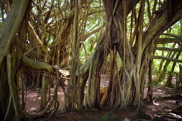 Wall Mural - Branches and hanging roots of giant banyan tree on the Big Island of Hawaii