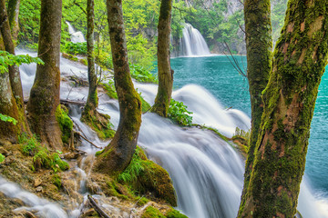 Wall Mural - Trees with moss and waterfall at Plitvice lakes nature reserve