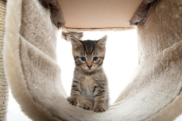 kitten playing in cat tree