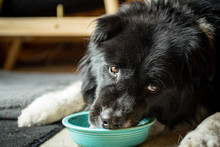 Close Up Of A Black Dog Licking Leftover Food From An Aqua Bowl In A House.