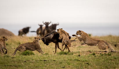 Poster - Cheetahs attacking wildebeest