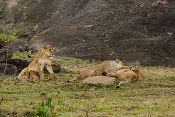 Poster - Lioness and cubs in Masai Mara