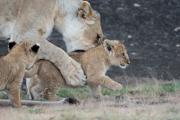 Poster - Lioness picking up cub