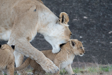 Poster - Lioness picking up cub