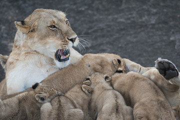 Poster - Lioness nursing its cubs