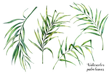  Akwarela z tropikalnymi liśćmi palmowymi. Ręcznie malowane kokosowe zieleni egzotyczne oddział na białym tle. Botaniczna ilustracja dla projektu, tkaniny, druku lub tła.