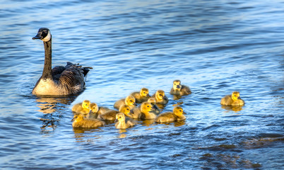 golden baby geese swimming with their proud mother in the chesapeake bay in springtime