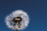 Fototapeta Dmuchawce - dandelion flower with seeds ball close up in nature background horizontal view