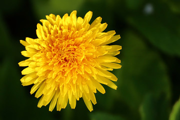 yellow flower with pollen close-up on green background