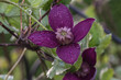 clematis, purple flower petals, blurred background, closeup